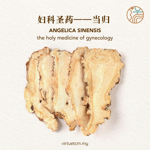 妇科圣药——当归  Angelica sinensis——the holy medicine of gynecology